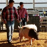 Newaygo County Fair Swine Department