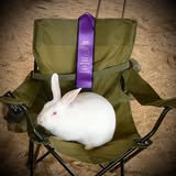 Newaygo County Fair Rabbits